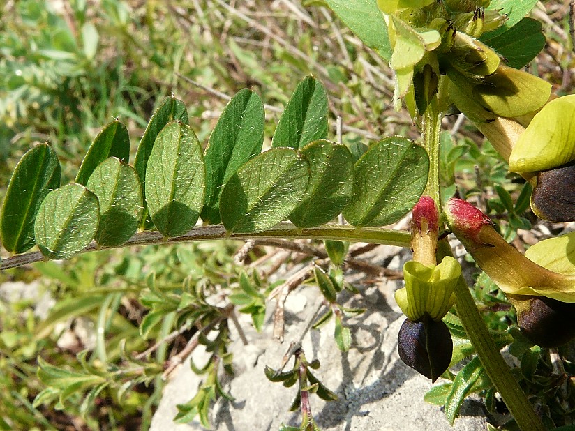 Vicia melanops / Veccia macchiata